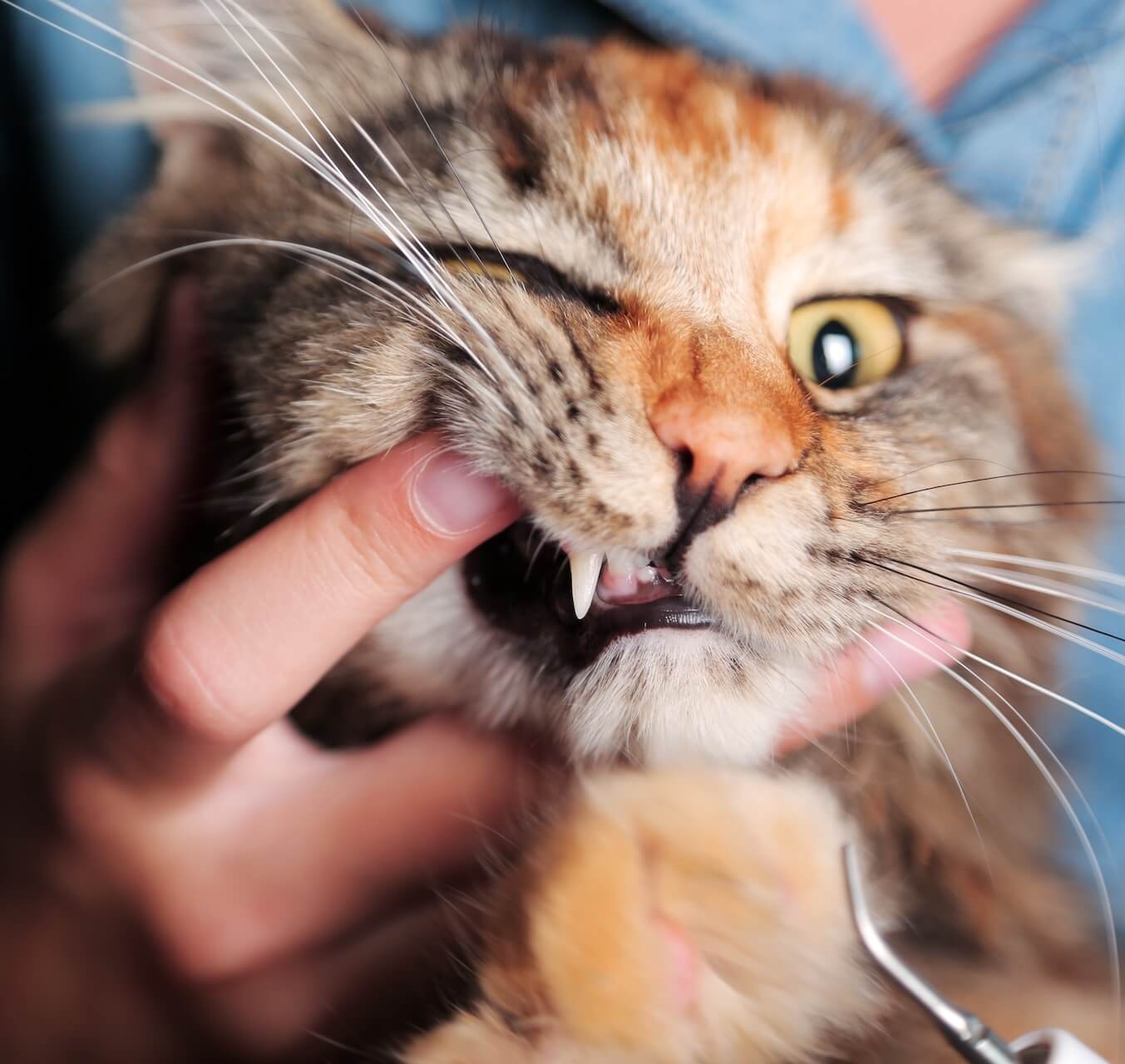 Dental Care