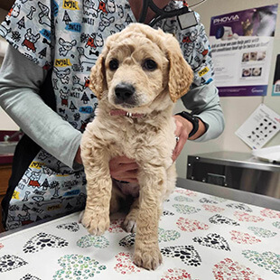 Dog Services in Robinson