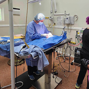 Pet Surgery Services in Robinson