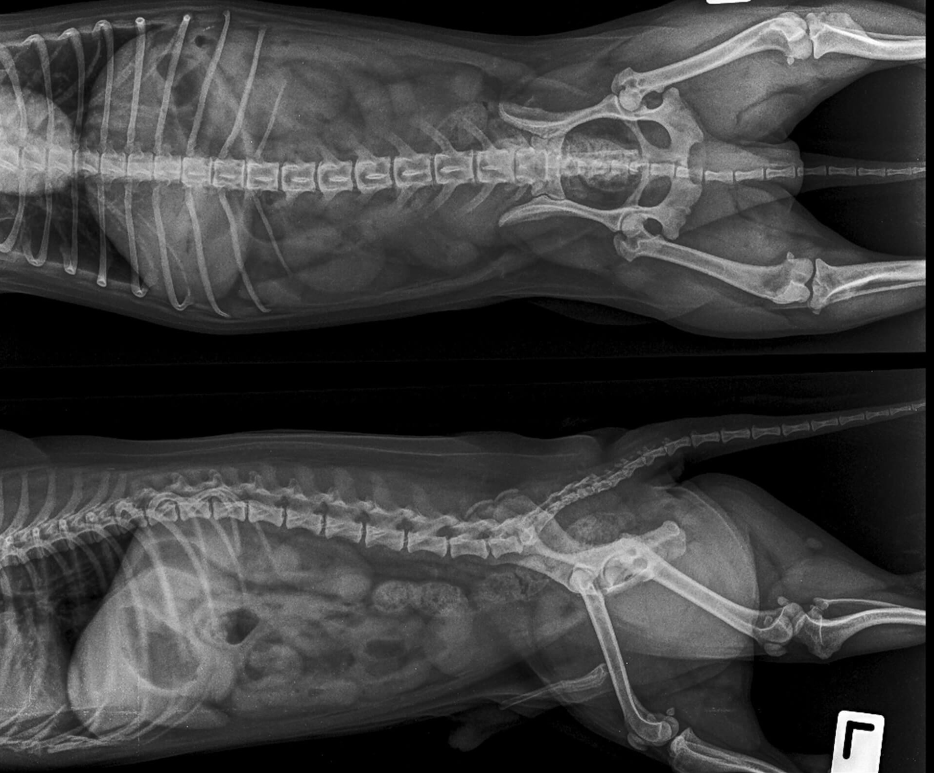 Advanced Digital X-rays