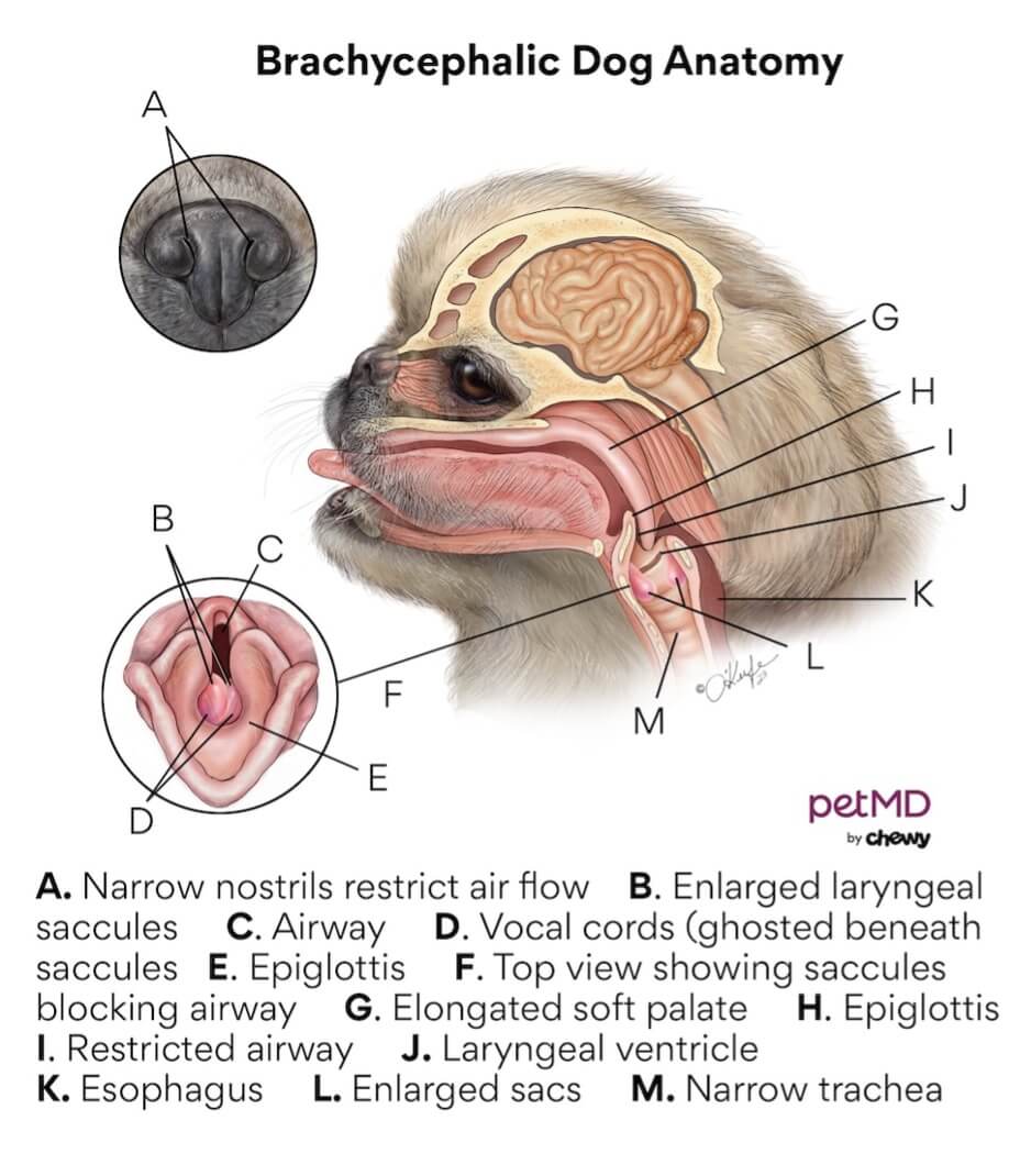 Brachycephalic dog anatomy