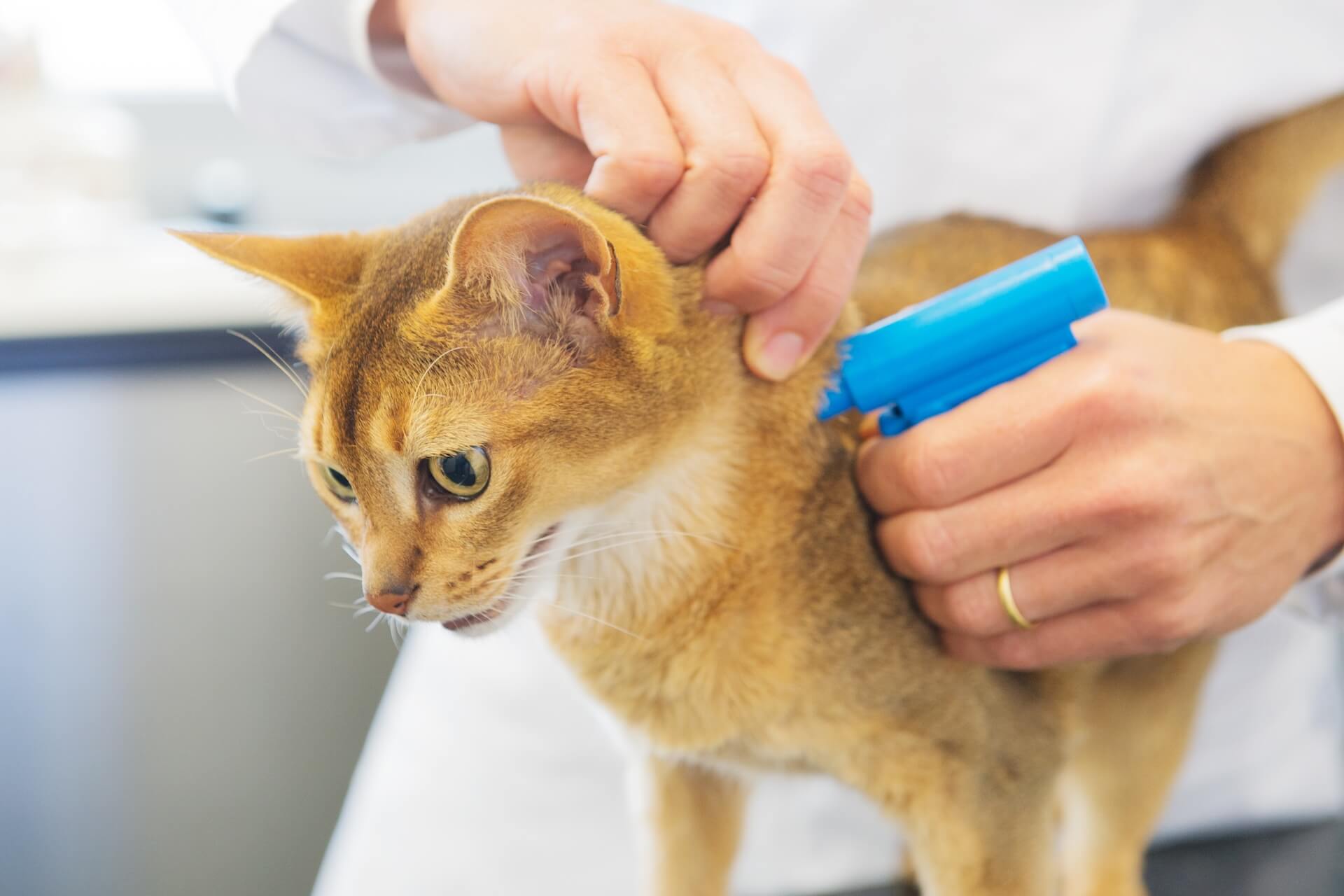 Microchipping