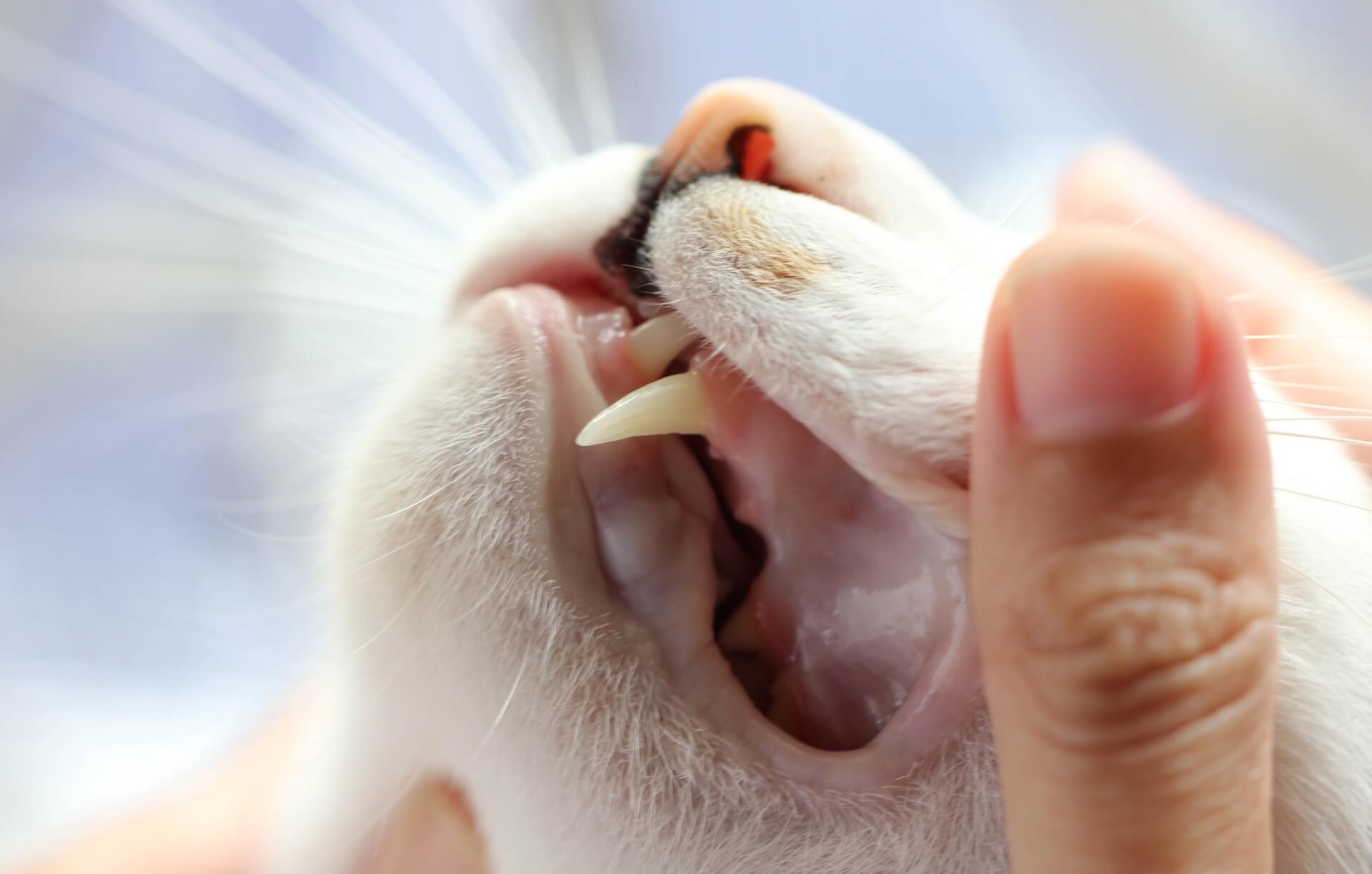 Pet Dental