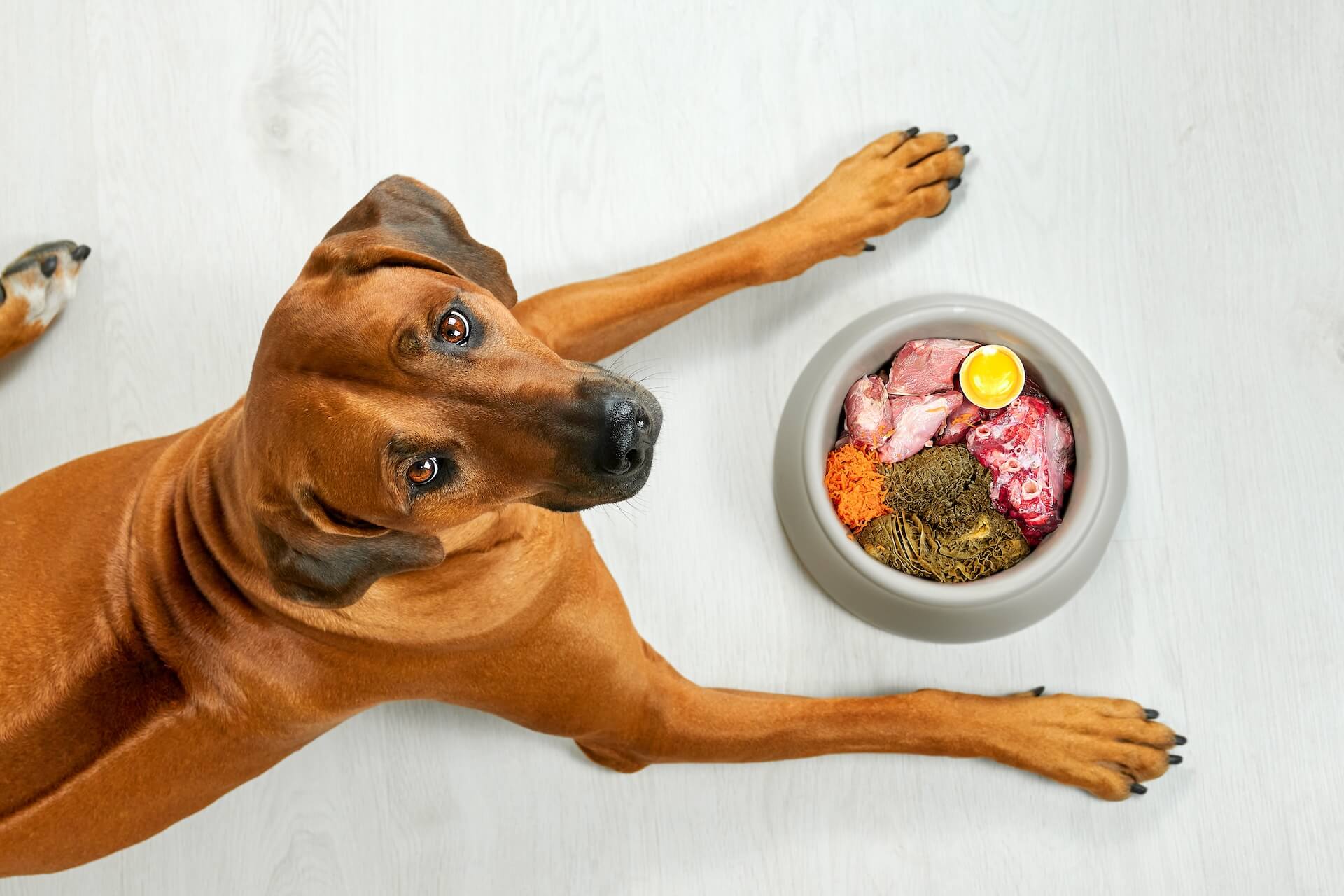 Pet Nutrition