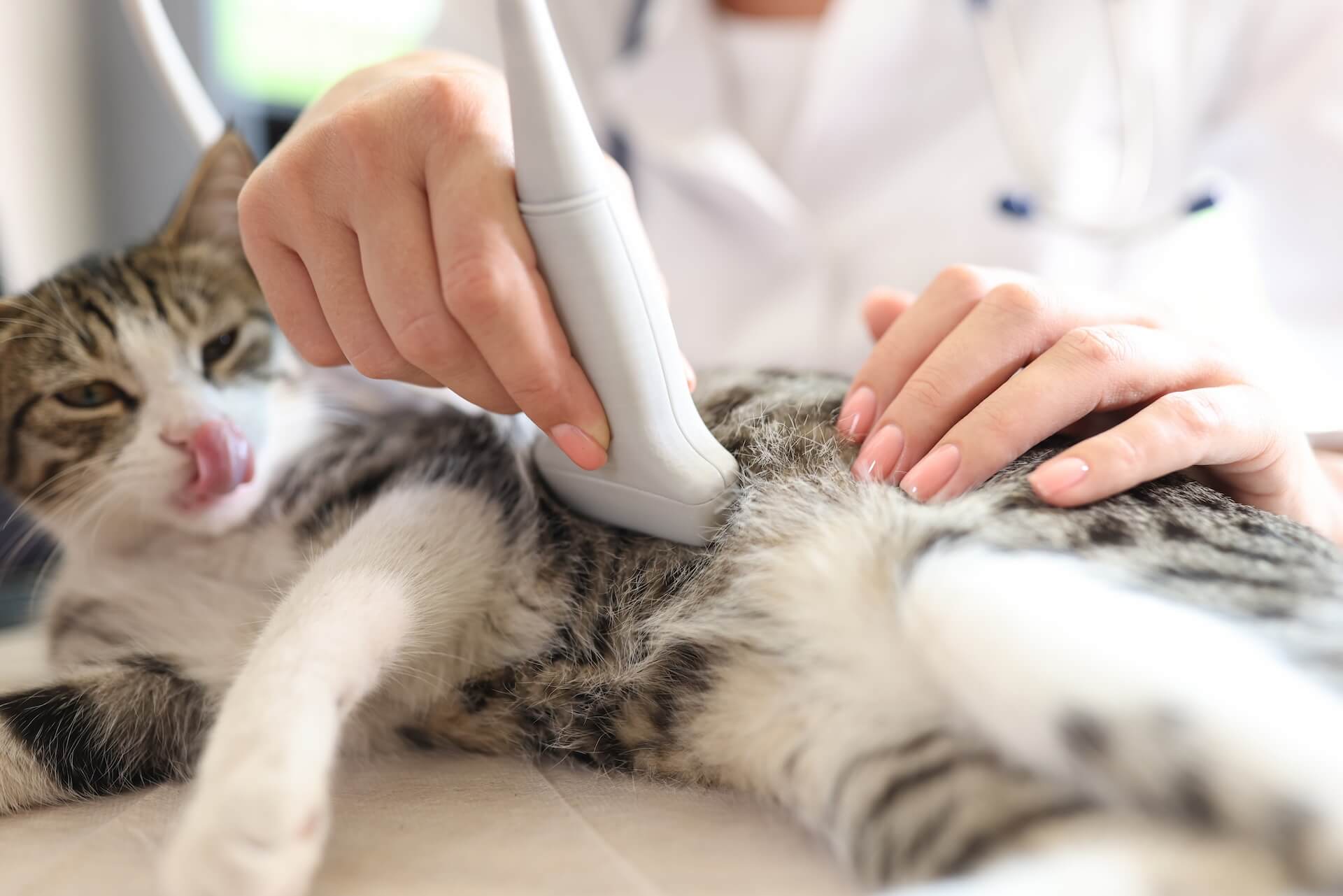 Ultrasound