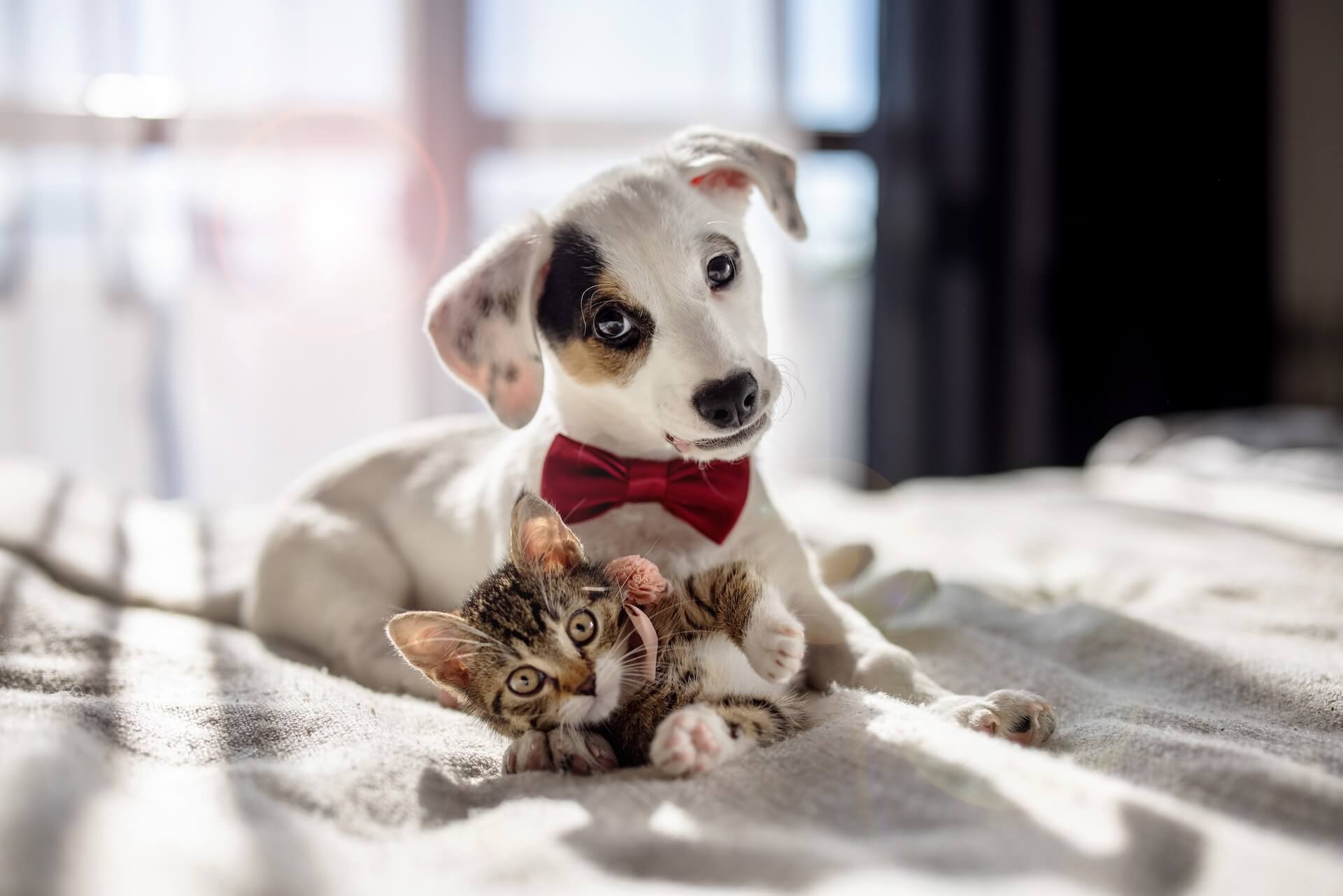 Puppy and Kitten Care