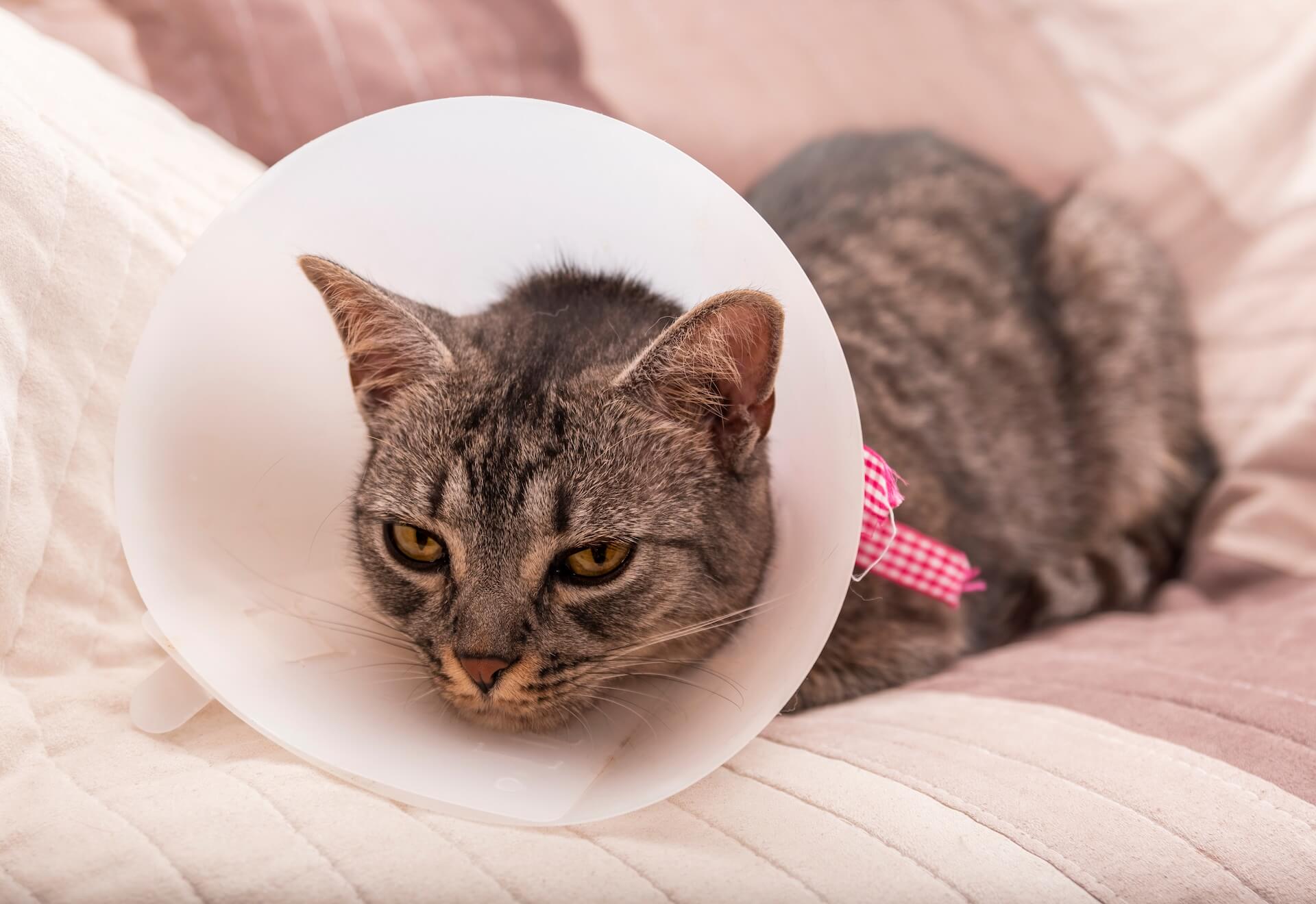 Spay & Neuter